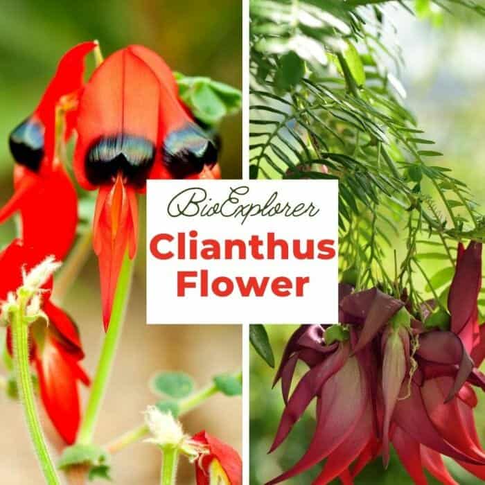 Clianthus