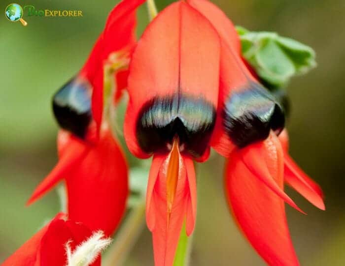 Clianthus Flowers