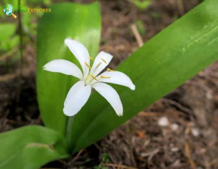 Clintonia Uniflora