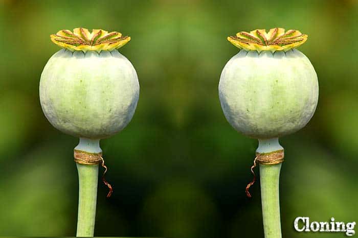 Cloning Cloning