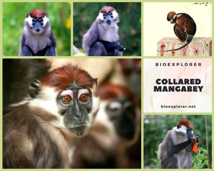 Collared Mangabey