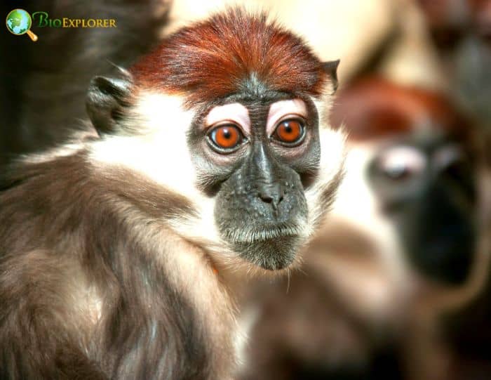 Collared Mangabey Collared Mangabey