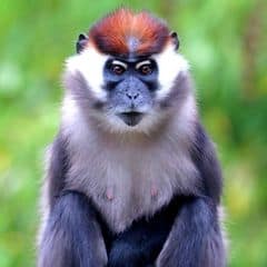 Collared Mangabey Collared Mangabey