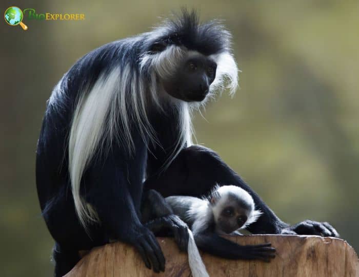 Colobus Angolensis