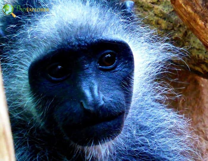 Colobus Polykomos Colobus Polykomos