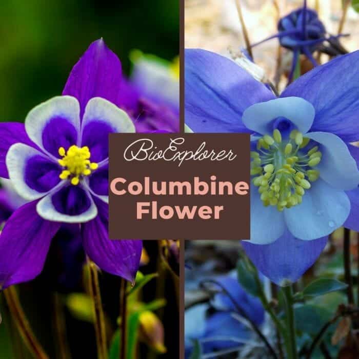 Columbine