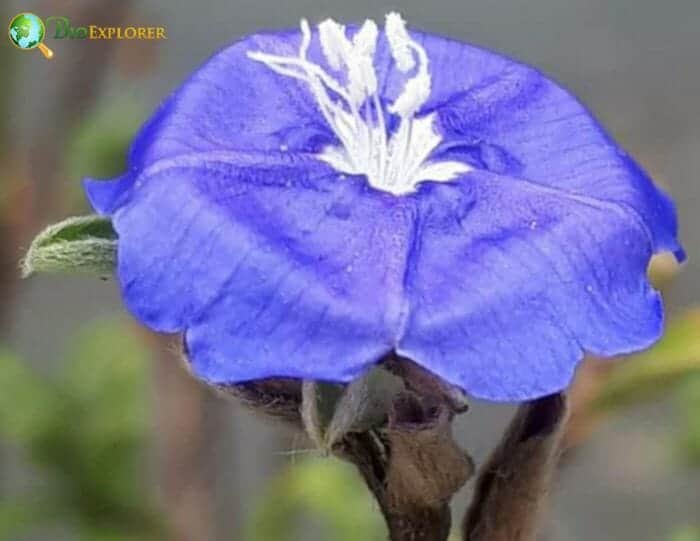 Commelinales Example Species Commelinales Example Species