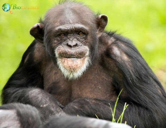 Common Chimpanzee Common Chimpanzee