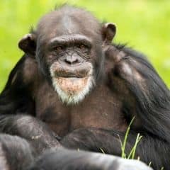 Chimpanzee Chimpanzee