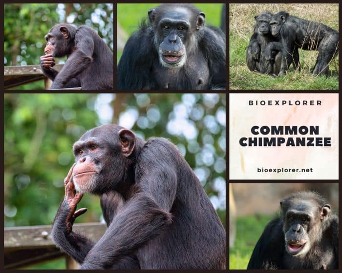 Common Chimpanzee