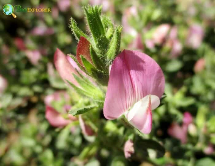 Common Restharrow