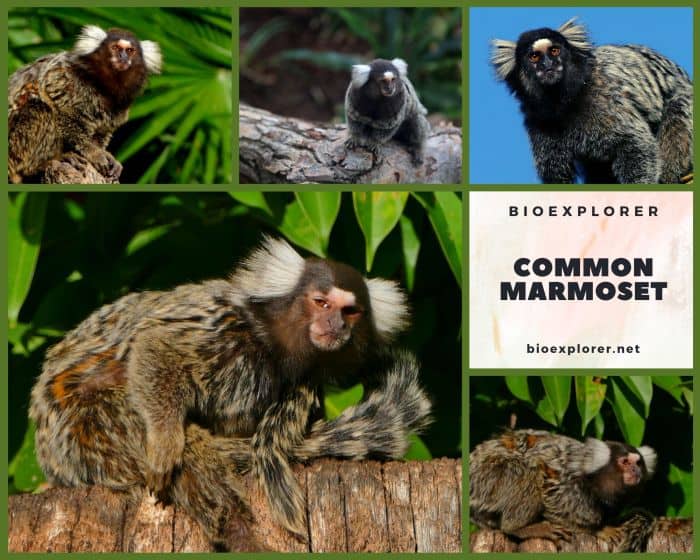 Common Marmoset