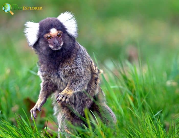 Common Marmoset Characteristics | Callithrix Jacchus Diet & Facts