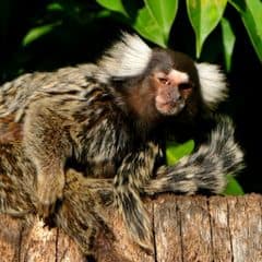 Common Marmoset Common Marmoset