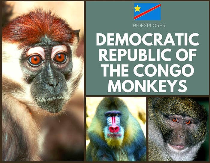 Democratic Republic of the Congo Monkeys Democratic Republic of the Congo Monkeys