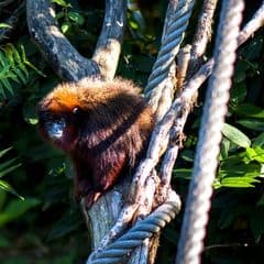 Coppery Titi Coppery Titi