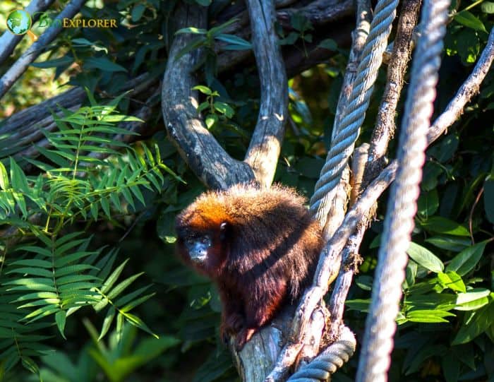 Coppery Titi Coppery Titi