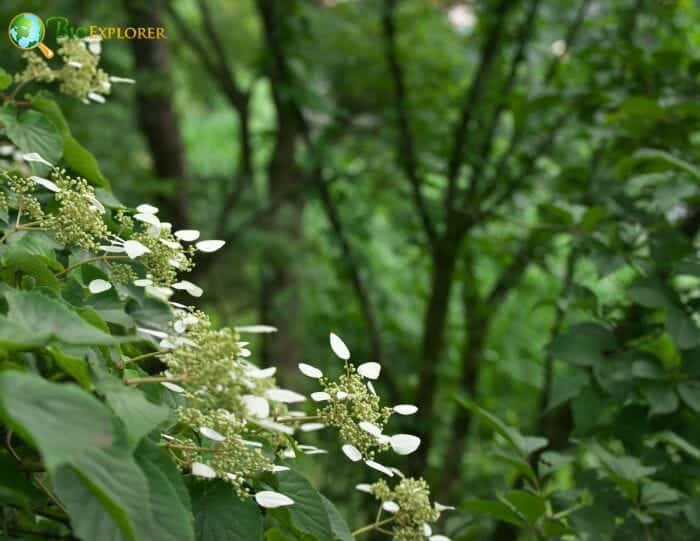 Cornales Example Species Cornales Example Species