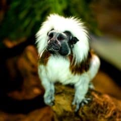 Cotton-top Tamarin Cotton-top Tamarin