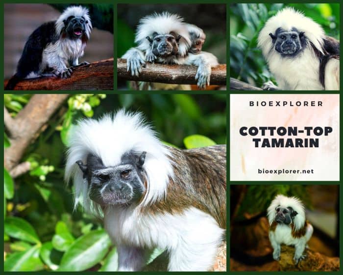 Cotton Top Tamarin