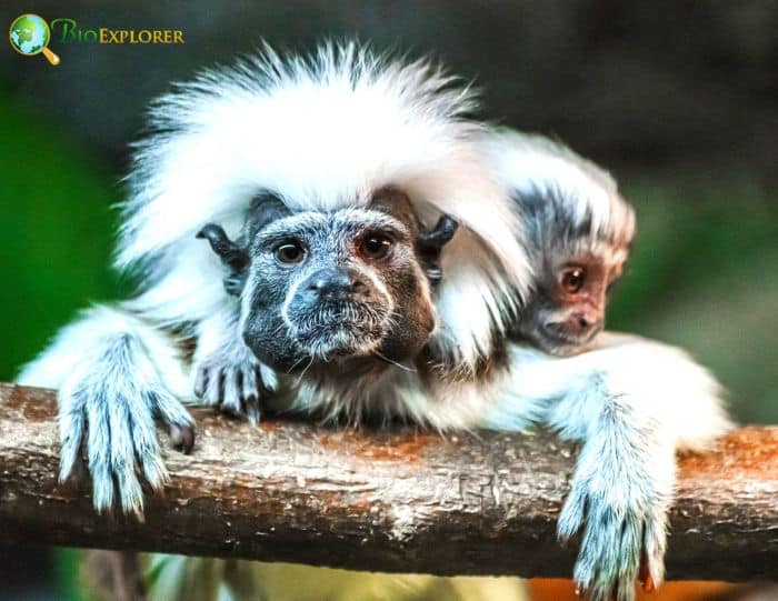 Cotton Top Tamarin Cotton Top Tamarin
