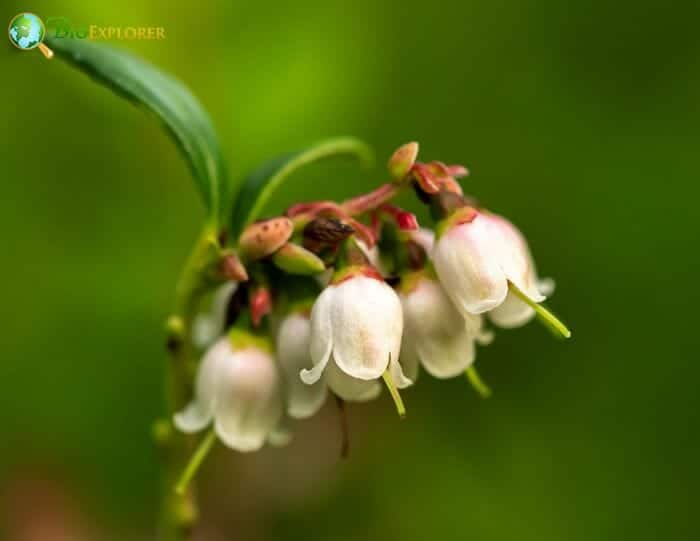 Cowberry