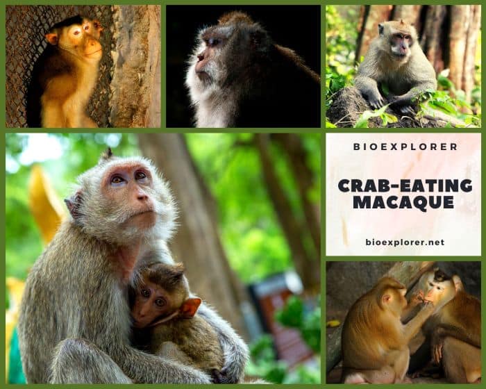 Crab Eating Macaque