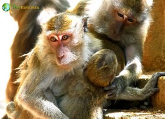 Profile of a wild monkey in the jungle. Primate Macaco Prego (nail