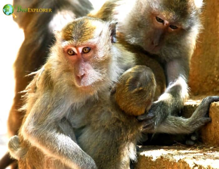 Crab Eating Macaque Crab Eating Macaque