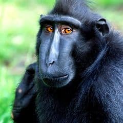 Celebes Crested Macaque