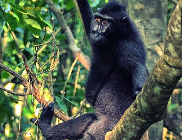 Crested Black Macaque