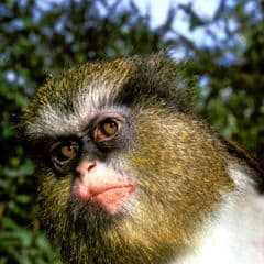 Crested Mona Monkey Crested Mona Monkey