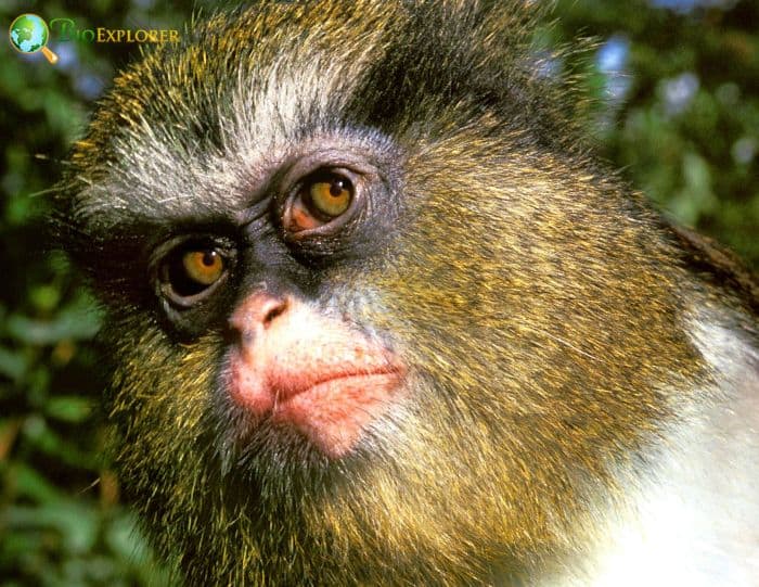 Mona monkey - Wikipedia