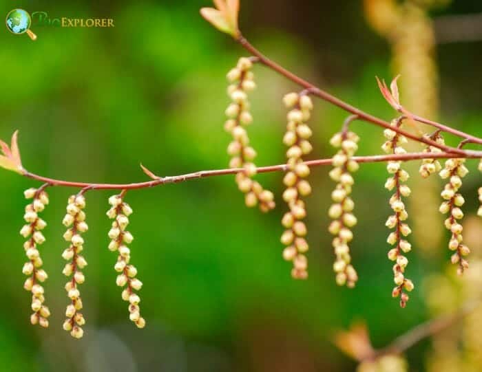 Crossosomatales Example Species Crossosomatales Example Species
