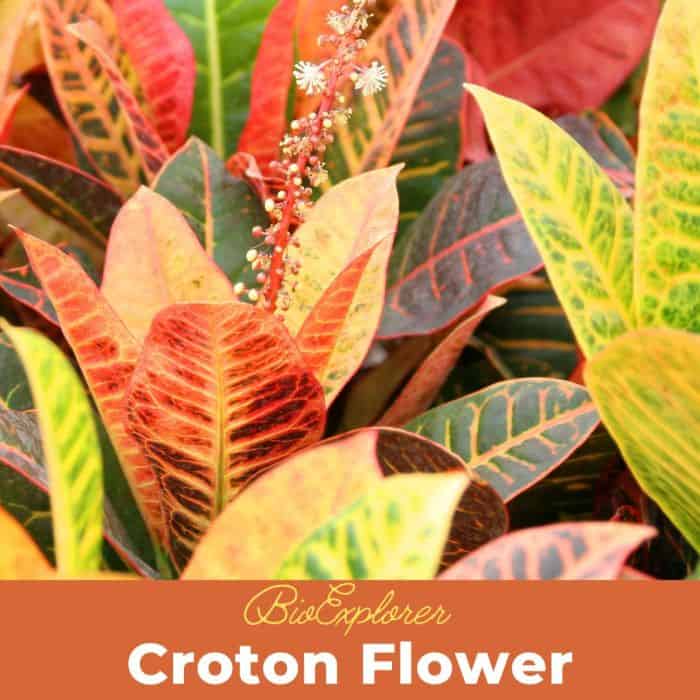 Croton