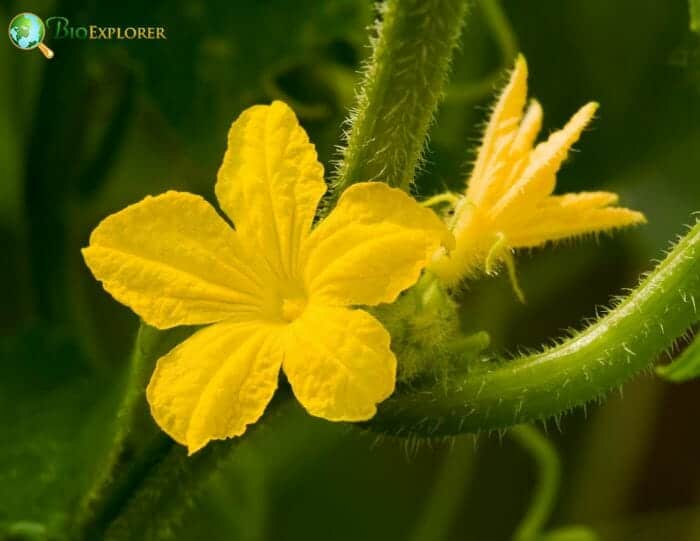 Cucurbitaceae Characteristics Cucurbitaceae Characteristics