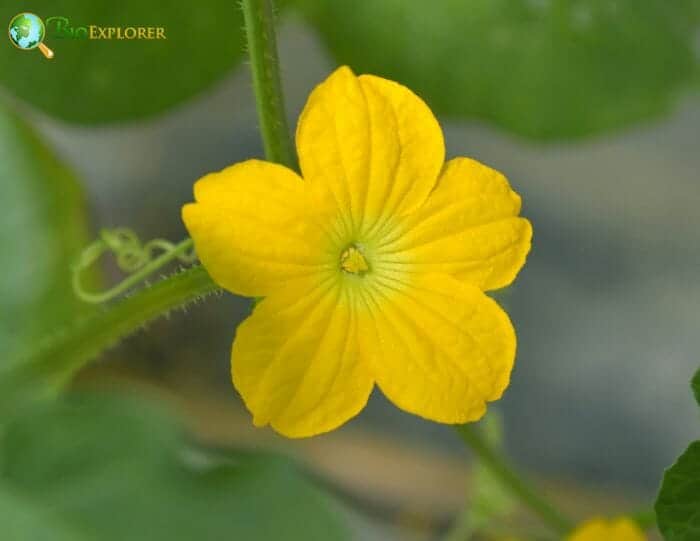 Cucurbitales Characteristics Cucurbitales Characteristics