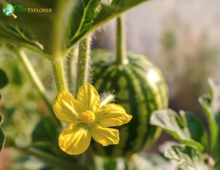 Cucurbitales Distribution Cucurbitales Distribution