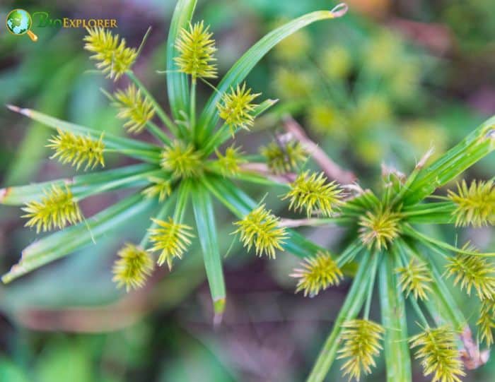 Cyperus