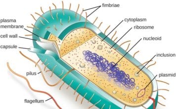 Cytoplasm Functions