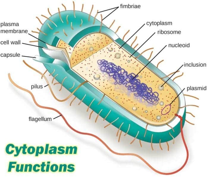 protoplasm outside nucleus of cell is the