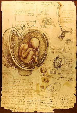Da Vinci Umblical Cord Studies
