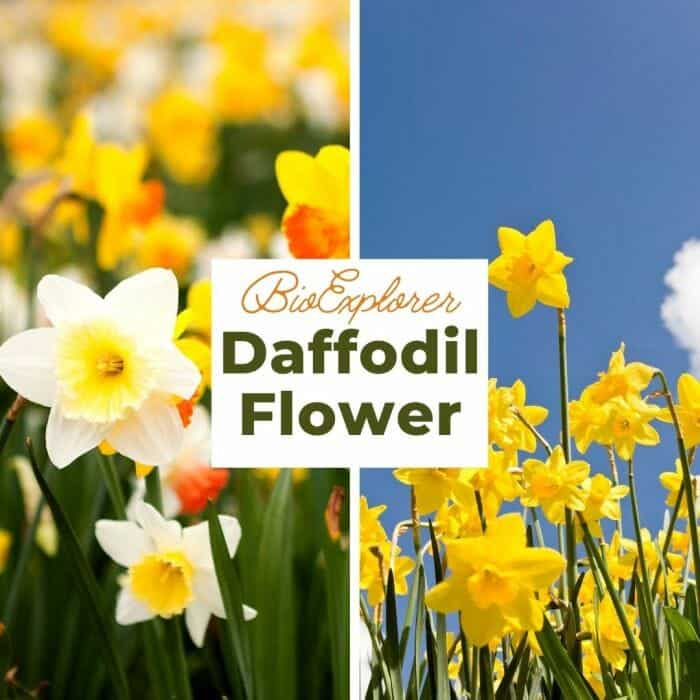 15 Great Types of Daffodils