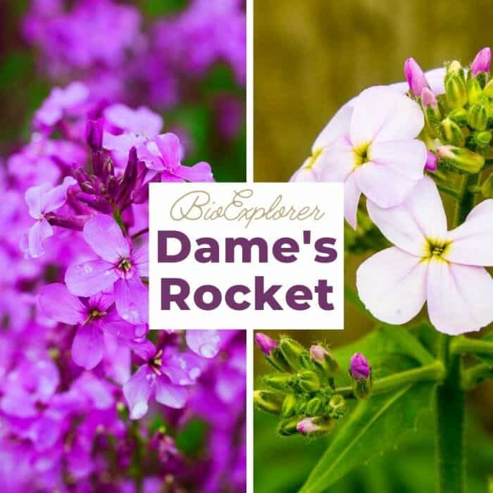 Dame's Rocket