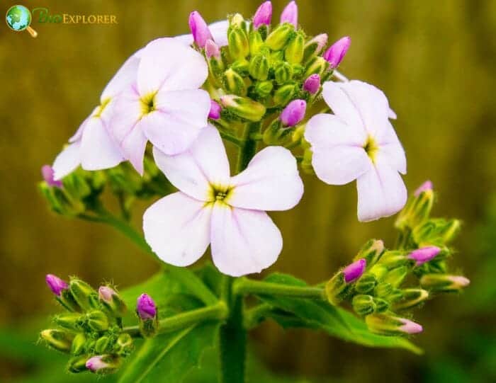 Dame's Rocket Flowers