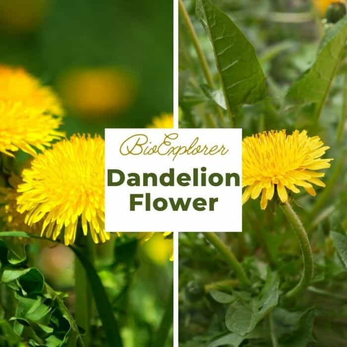 Dandelion