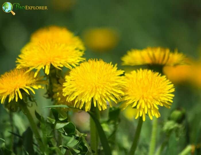 Dandelion Flowers