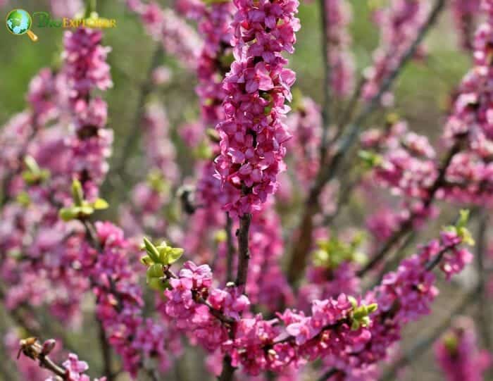 Daphne Mezereum