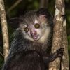 Daubentoniidae