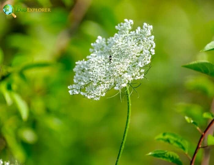 Queen Anne's Lace Flower, Rantipole, Daucus carota